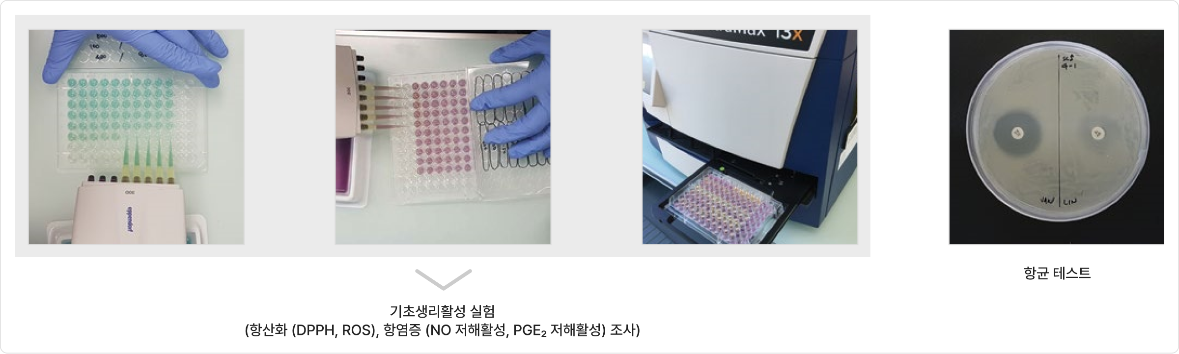 기초생리활성 실험(항산화(DPPH, ROS), 항염증 (NO 저해활성, PGE2 저해활성) 조사), 항균 테스트