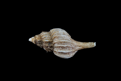 Boreotrophon cymatus