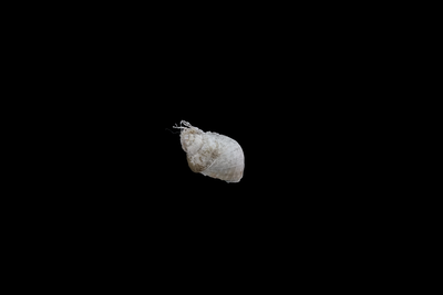 Conotalopia ornata