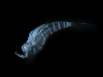 Eudactylopus yokjidoensis