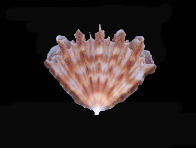 Flabellum (Ulocyathus) deludens