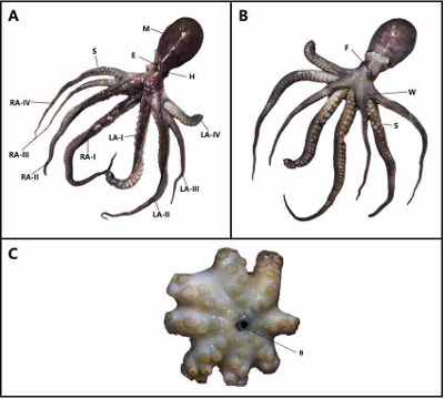 Callistoctopus luteus