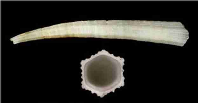 Entalinopsis intercostata