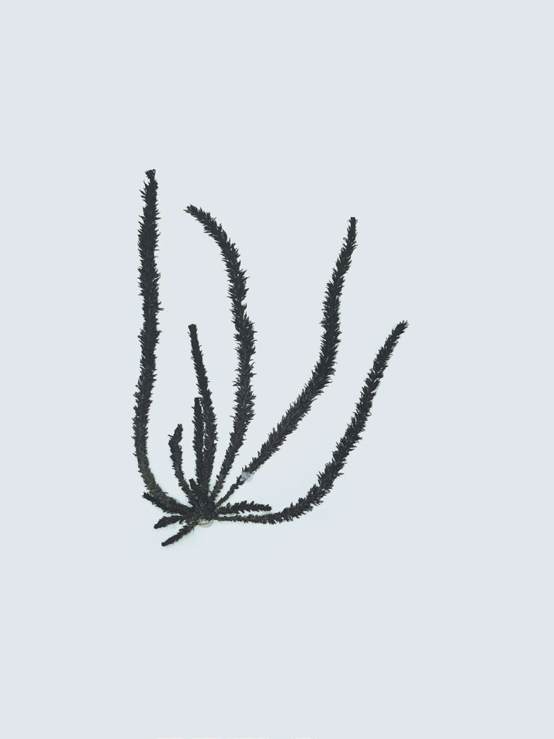 Sargassum thunbergii
